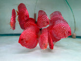 Red Checkerboard Discus - 5-6"
